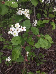 Crataegus canadensis