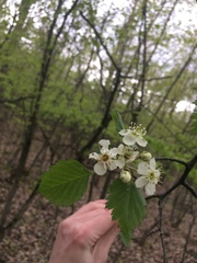 Crataegus canadensis