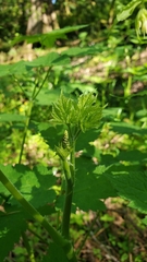 Actaea elata