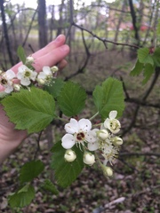 Crataegus canadensis