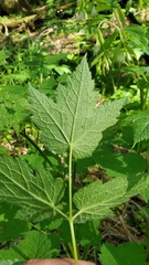 Actaea elata