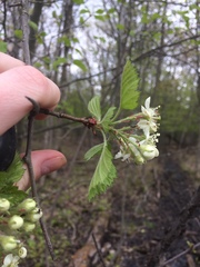 Crataegus canadensis