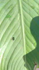 Camponotus mus
