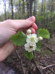 Crataegus canadensis