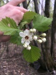 Crataegus canadensis