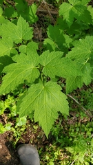 Actaea elata