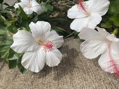 Hibiscus arnottianus