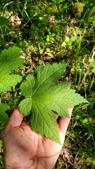Actaea elata