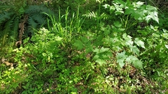 Actaea elata