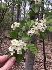Crataegus canadensis