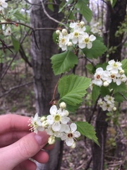 Crataegus canadensis