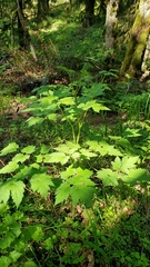 Actaea elata