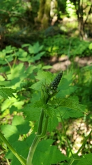 Actaea elata