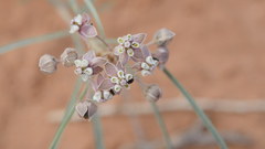 Asclepias cutleri