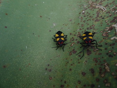 Oncopeltus orourkeae