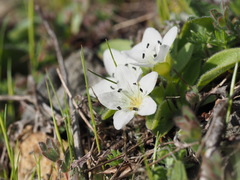 Hesperochiron pumilus