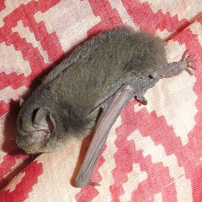 Coromandel Pipistrelle (Alionoctula coromandra)