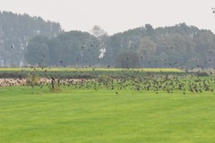 Sturnus vulgaris