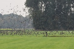 Sturnus vulgaris