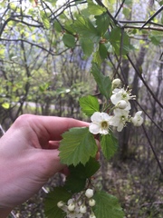 Crataegus canadensis