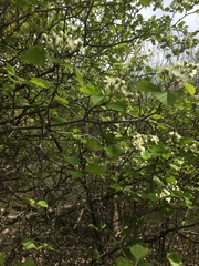 Crataegus canadensis