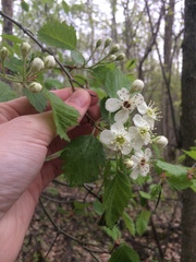 Crataegus canadensis