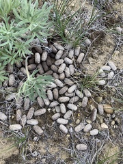 Centrocercus urophasianus