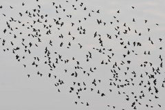 Sturnus vulgaris