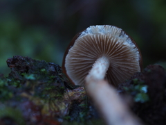 Cortinarius cucumeris