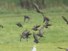 Sturnus vulgaris