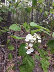 Crataegus canadensis
