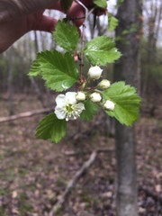 Crataegus canadensis