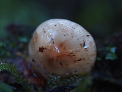 Cortinarius cucumeris