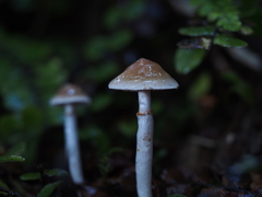 Cortinarius cucumeris