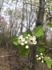 Crataegus canadensis