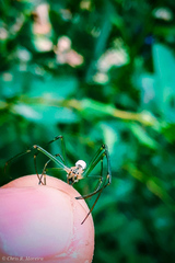 Leucauge
