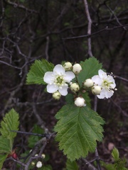 Crataegus canadensis