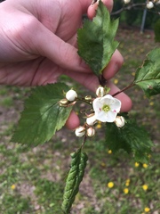 Crataegus holmesiana