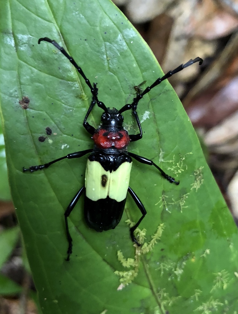 Phaedinus tricolor