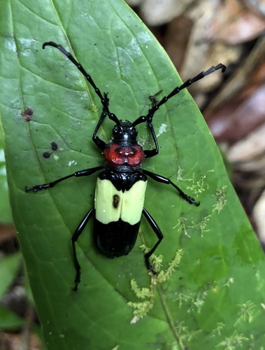Phaedinus tricolor