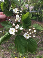 Crataegus holmesiana