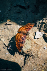 Anastrus sempiternus