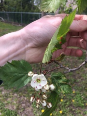 Crataegus holmesiana