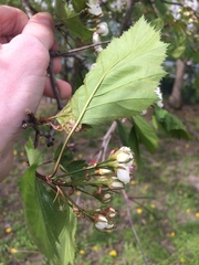 Crataegus holmesiana