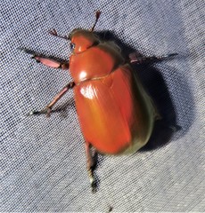 Chrysina cavei
