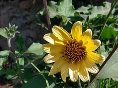 Tithonia tubaeformis