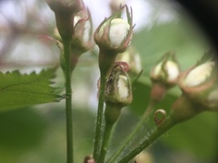 Crataegus holmesiana