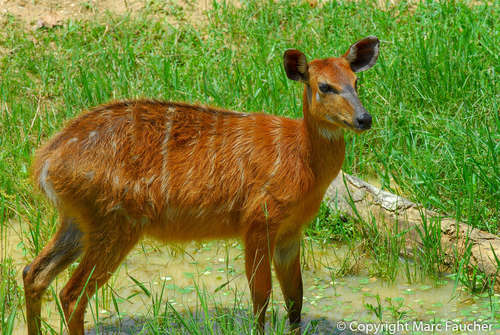 Sitatunga