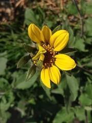 Tithonia tubaeformis