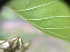 Crataegus holmesiana